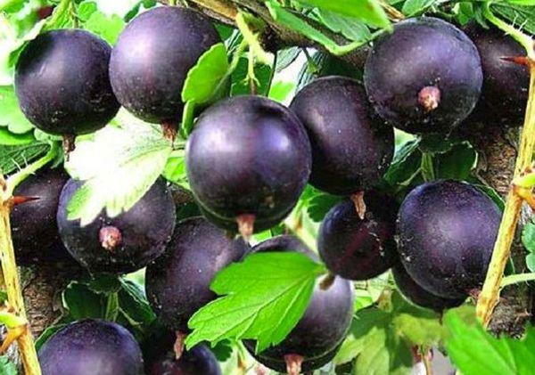 โรคมะยม