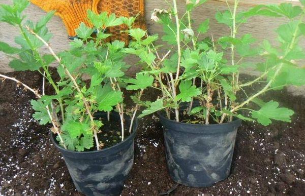 กระถางพร้อมกิ่งปักชำ