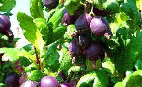 ลูกเกดฝรั่ง