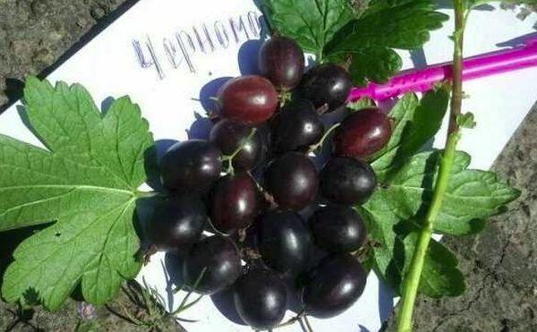 ผลเบอร์รี่สุก