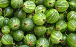 22 meilleures variétés de groseilles à maquereau à gros fruits pour la région de Moscou : plantation et entretien