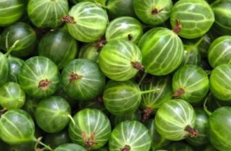 ลูกเกดเขียว