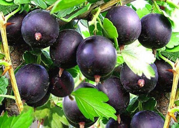 commandant de groseille à maquereau