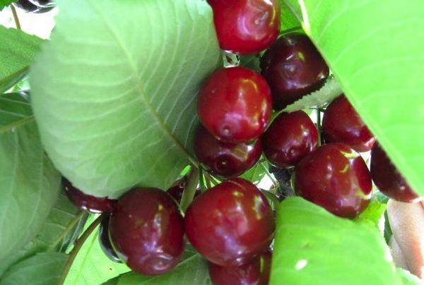 กิ่งที่มีเชอร์รี่