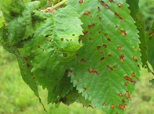 จุดกลวง