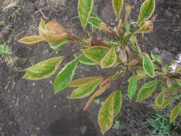 การก่อตัวของมงกุฎ