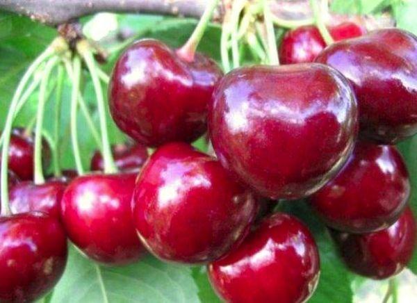 เชอร์รี่หวานผลใหญ่