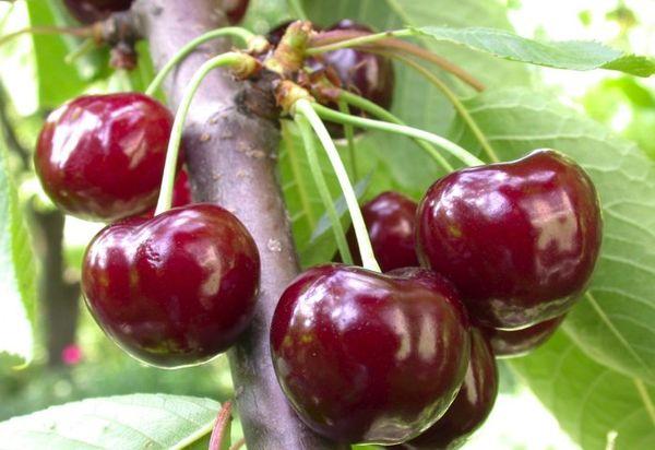 เชอร์รี่สุก