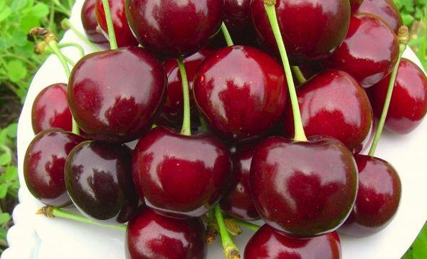 ผลผลิตและการออกผล