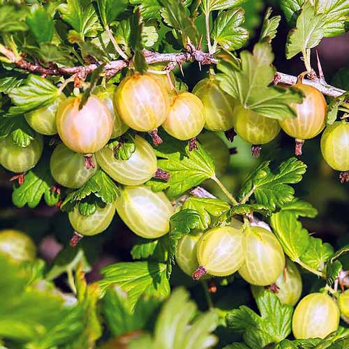 ภูมิทัศน์ของลูกเกด