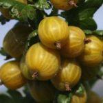 ผลไม้สีเหลืองอังกฤษ