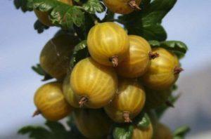 คำอธิบายพันธุ์มะยมเหลืองอังกฤษ การปลูกและการดูแล