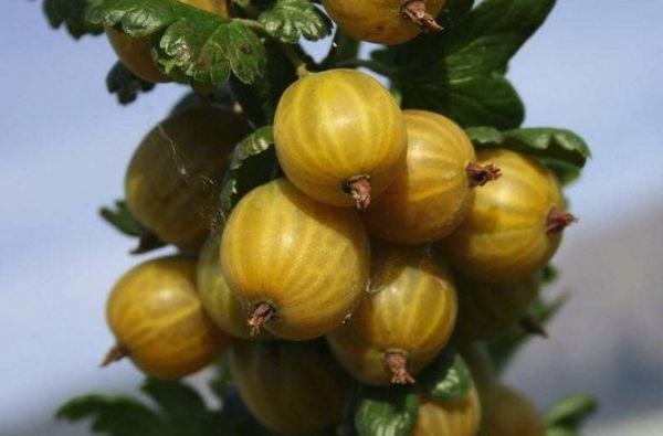 Fruits du Jaune Anglais