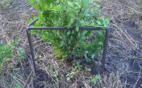 supports pour groseilles à maquereau