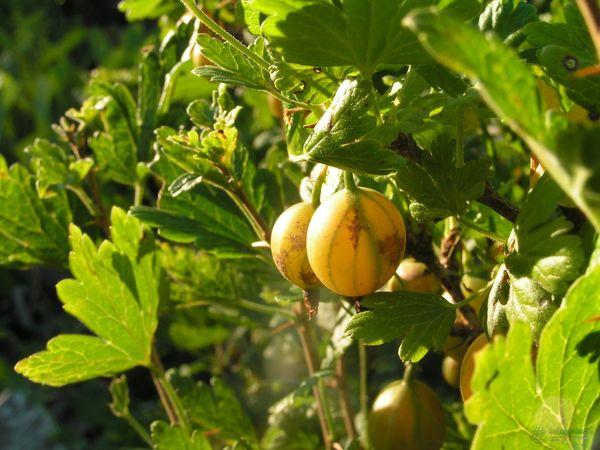 groseilles à maquereau