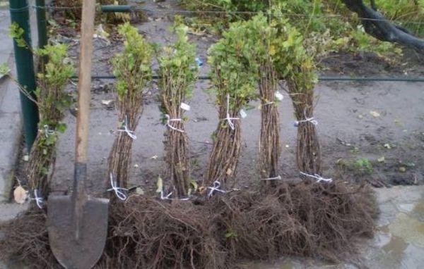 plants de groseilliers
