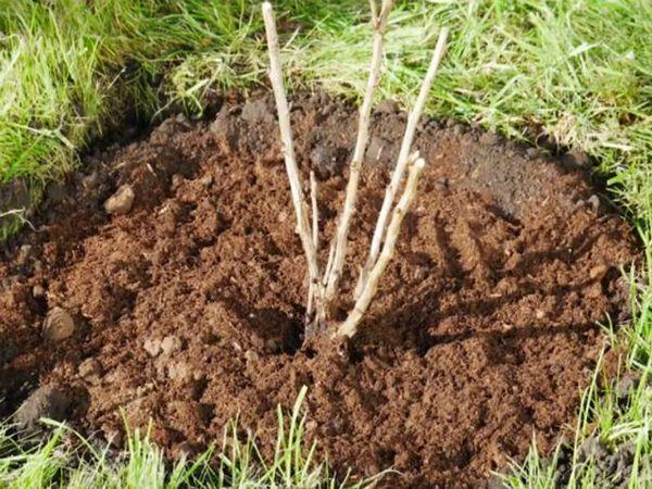jeunes groseilles à maquereau