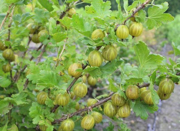 une branche avec des baies