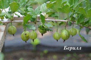 คำอธิบายพันธุ์มะยม Beryl การปลูกและคุณสมบัติการดูแล