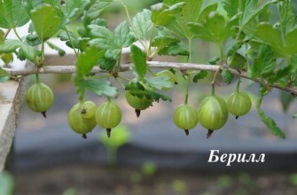 พันธุ์เบริล