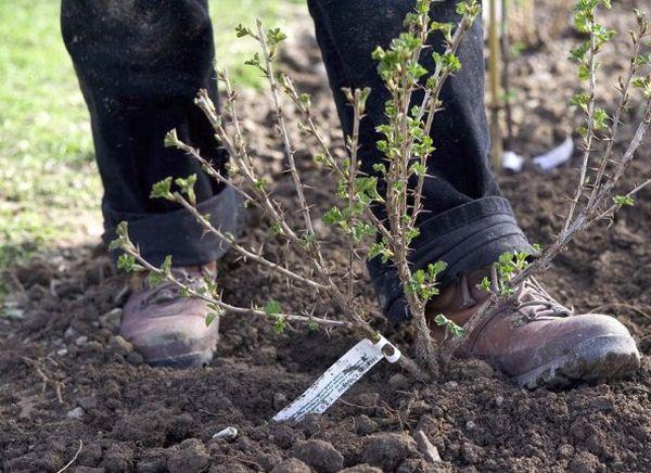 planter des groseilles à maquereau