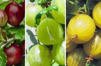 พันธุ์มะยม