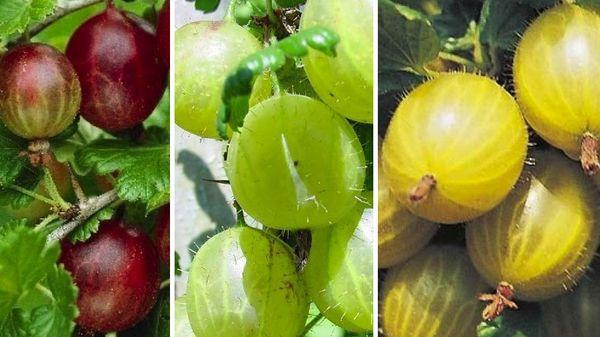 variétés de groseilles à maquereau