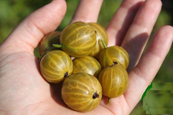 des baies dans la paume de votre main
