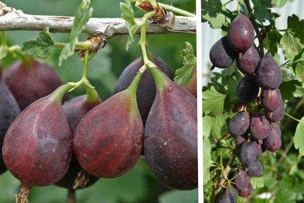 ต้นแพร์