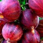 ผลเบอร์รี่สีแดงสด