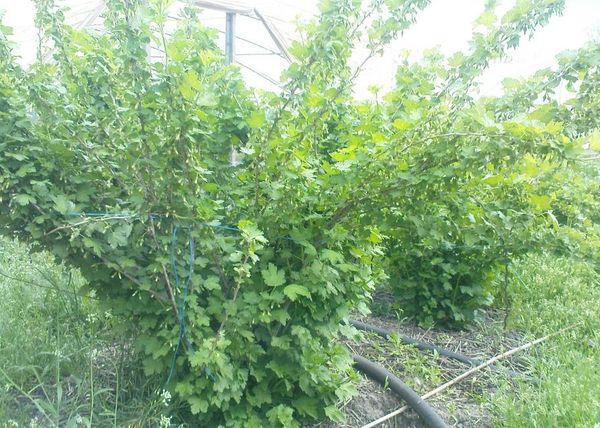 ต้นมะยม