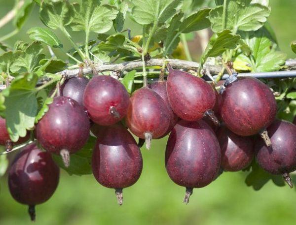 พันธุ์มะยม