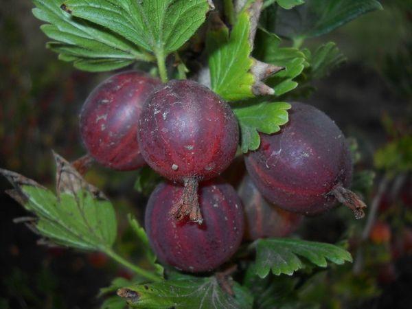 การดูแลลูกเกด