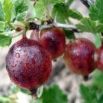 ผู้บัญชาการลูกเกด