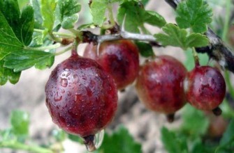 ผู้บัญชาการลูกเกด