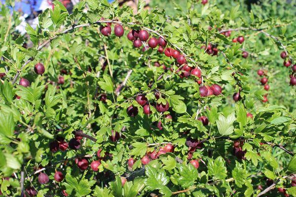 การกำจัดศัตรูพืช