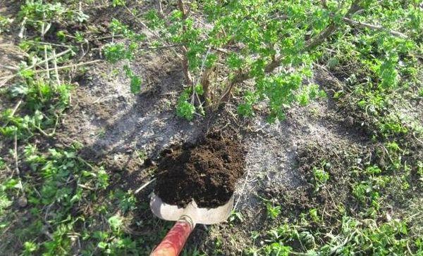 การให้อาหารลูกเกด