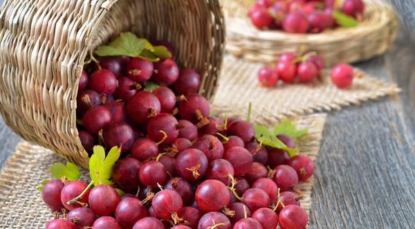 มะยมแดง