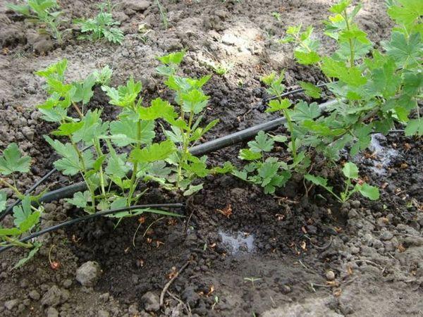 propagation de boutures