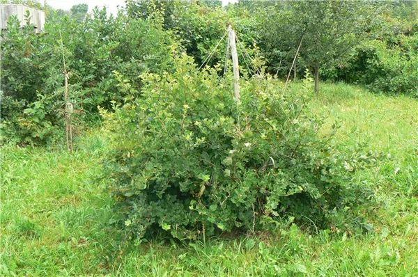 buisson dans le jardin