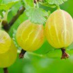 รัสเซียนเยลโลว์