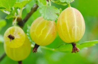 รัสเซียนเยลโลว์