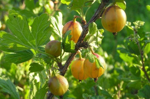 Formation de buissons