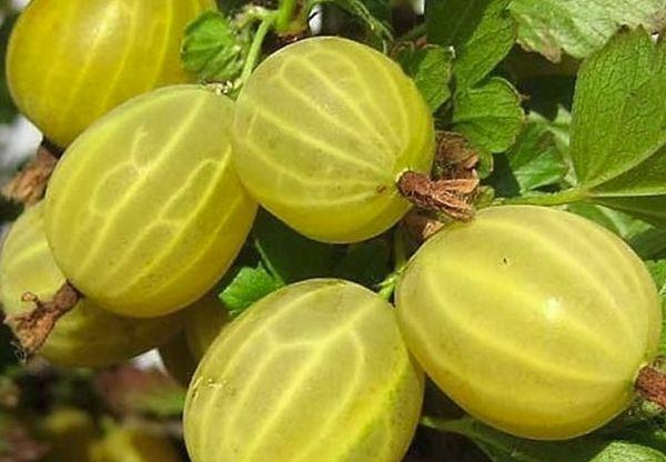 groseilles à maquereau mûres