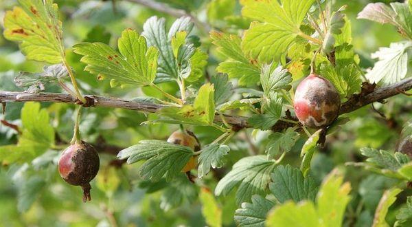 maladie du groseillier