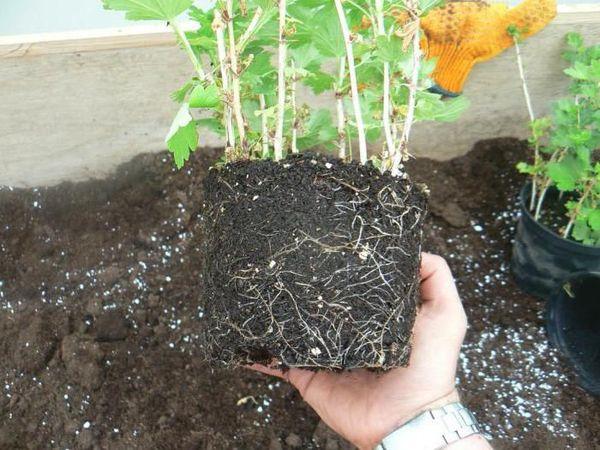 boutures pour la multiplication