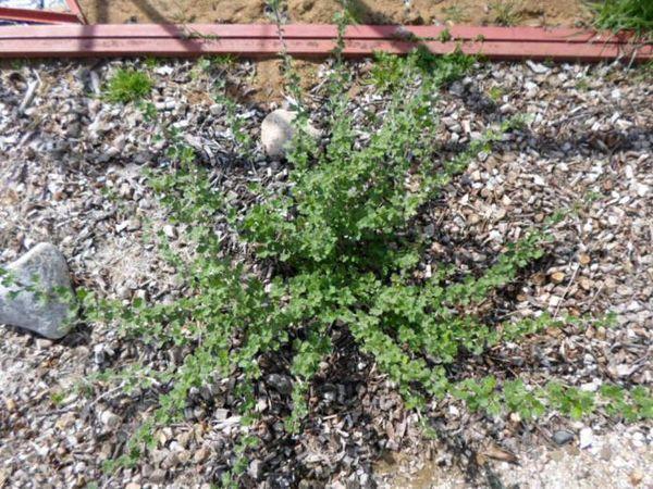 semis dans le jardin