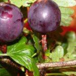 baies à maturation précoce