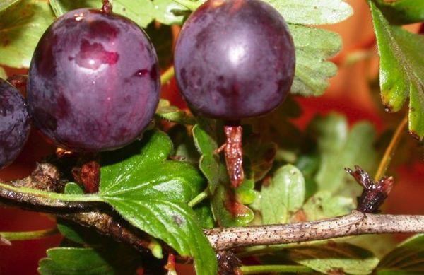 baies à maturation précoce