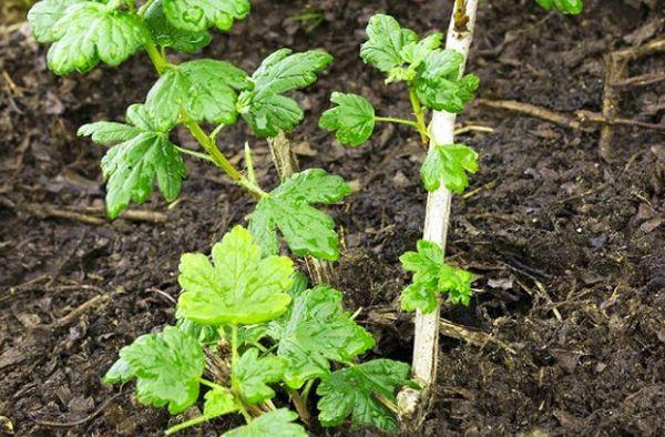 semis en pleine terre